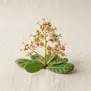 Flor de Caju
