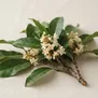 Meranti Branco