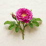 Rosa Rugosa