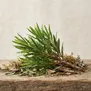 Malaleuca