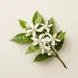 flor de laranjeira