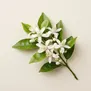 Flor de Laranjeira