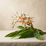 Alpinia