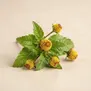 Jambú