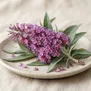 Buddleia