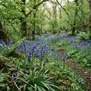 Bluebells