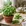 Basil