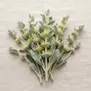 Sideritis, Chá da Montanha
