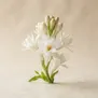 Belanis