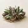 Oliveira