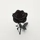 Rosa negra
