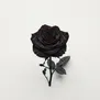 Rosa negra