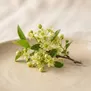 Flor de Jujuba