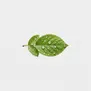Gotas de orvalho