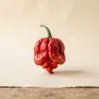 Carolina Reaper