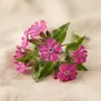 Flor de Silene