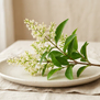 Ligustrum