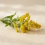 Solidago