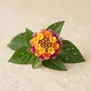 Lantana