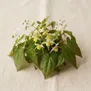 Epimedium