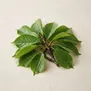 Folha de Cereja