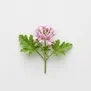 Pelargonium