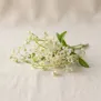 Senegambica