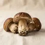 Cogumelo