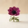 Anemone