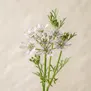 Flor de Coentro