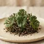 Selaginella tamariscina