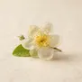 Flor de Goiaba