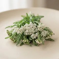 Achillea Olympus