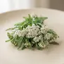 Achillea Olympus