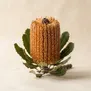 Banksia Australiana