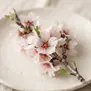 Flor de Amêndoa
