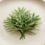 Palmeira