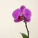 Orquídea