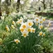 Narciso