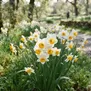 Narciso