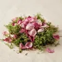 Musgo Rosa