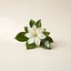 Flor de Tiaré