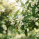 Neroli