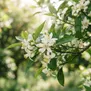 Neroli