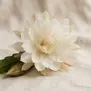 Flor da Lua