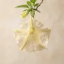 Brugmansia