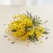 Mimosa