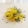 Mimosa
