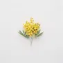 Flor de mimosa