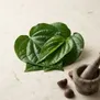 Folha de Betel